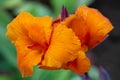 Tropical orange natural garden blooming Asian canna flower