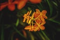 Tropical orange orchid flowers. Royalty Free Stock Photo