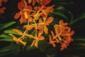 Tropical orange orchid flowers. Royalty Free Stock Photo