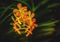 Tropical orange orchid flowers. Royalty Free Stock Photo