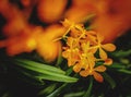 Tropical orange orchid flowers. Royalty Free Stock Photo