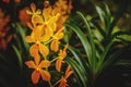 Tropical orange orchid flowers. Royalty Free Stock Photo