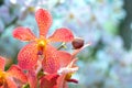 Tropical orange orchid isolated over white background Royalty Free Stock Photo