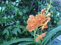 Tropical orange orchid after the rain Royalty Free Stock Photo