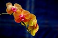 Tropical orange phalaenopsis blume orchid blossoms against blue background