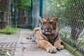 Tropical Orange Striped Tiger Resting in Tigers Temple Thailand Royalty Free Stock Photo