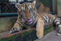 Tropical Orange Striped Tiger Tongue in Tiger Temple Thailand No Royalty Free Stock Photo