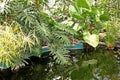 Tropical orangery with pond