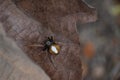 Tropical Orb Weaver Spider or Eriophora ravilla Royalty Free Stock Photo