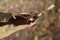 Tropical Orb Weaver Spider or Eriophora ravilla Royalty Free Stock Photo