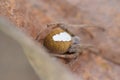 Tropical Orb Weaver Spider or Eriophora ravilla Royalty Free Stock Photo