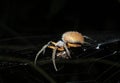 Tropical Orbweaver Royalty Free Stock Photo