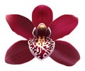 Tropical Orchid Cymbidium flower - vector.