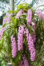 Tropical orchid flower (Aerides multiflora Roxb) bloom Royalty Free Stock Photo