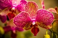 Tropical Orchid Flower Blossoms Royalty Free Stock Photo