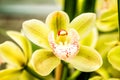 Tropical Orchid Flower Blossoms Royalty Free Stock Photo
