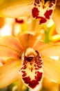 Tropical Orchid Flower Blossoms Royalty Free Stock Photo