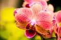 Tropical Orchid Flower Blossoms Royalty Free Stock Photo