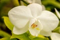 Tropical Orchid Flower Blossoms Royalty Free Stock Photo