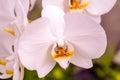 Tropical Orchid Flower Blossoms Royalty Free Stock Photo