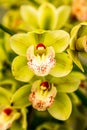 Tropical Orchid Flower Blossoms Royalty Free Stock Photo