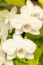 Tropical Orchid Flower Blossoms Royalty Free Stock Photo