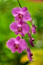 Tropical Orchid flowers
