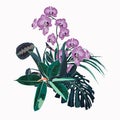 Tropical orchid flowers, palm leaves, jungle leaf, ficus and monstera. Royalty Free Stock Photo