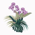 Tropical orchid flowers, palm leaves, jungle leaf, monstera and ficus. Royalty Free Stock Photo