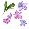 Tropical orchids flowers set. Purple, pink, blue orchids and leaves hand drawn vintage illustration