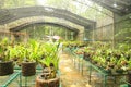 Tropical orchids in greenhouse Royalty Free Stock Photo