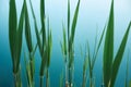 Tropical organic background with green leaves of bulrush on blue water of lake