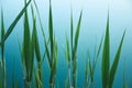 Tropical organic background with green leaves of bulrush on blue water of lake