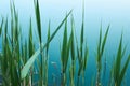 Tropical organic background with green leaves of bulrush on blue water of lake