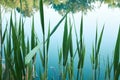 Tropical organic background with green leaves of bulrush on blue water of lake