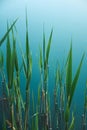 Tropical organic background with green leaves of bulrush on blue water of lake