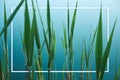 Tropical organic background with green leaves of bulrush on blue water of lake