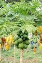 Tropical Organic Green Papaya with Bunch of Fruits