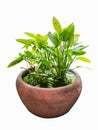 Tropical ornamental aquatic plant