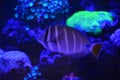 Tropical ornamental fish Royalty Free Stock Photo