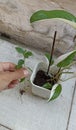 A tropical ornamental plant named Epipremnum pinnatum variegated, has a very beautiful unique green