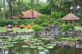 Tropical outdoor garden with palm trees and pond