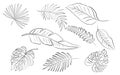 Tropical outline leaves bundle Royalty Free Stock Photo