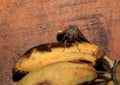 Tropical owlet moth