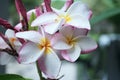 Tropical pagoda flowers blooming with water drops on petal, freshness feeling