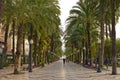 Tropical palm alley in Alicante, Spain