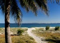 Tropical Palm With Beach And Ocean In The Background Great Keppel Island Queensland Australia Royalty Free Stock Photo