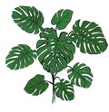 Tropical palm branch Monstera.