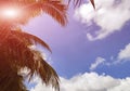 Tropical palm branches on the sea Royalty Free Stock Photo