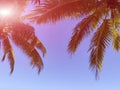 Tropical palm branches on the sea with sky Royalty Free Stock Photo